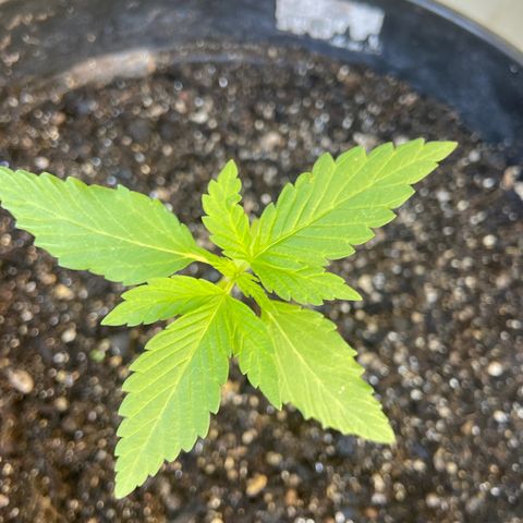 Semente da flor growlog timeline photo