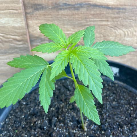 Semente da flor growlog timeline photo