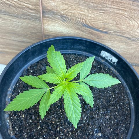 Semente da flor growlog timeline photo