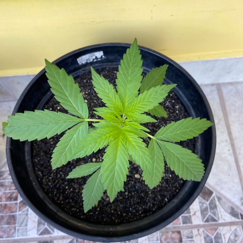 Semente da flor growlog timeline photo
