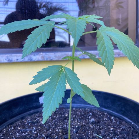 Semente da flor growlog timeline photo