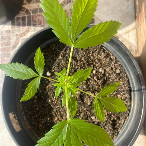 Semente da flor growlog timeline photo