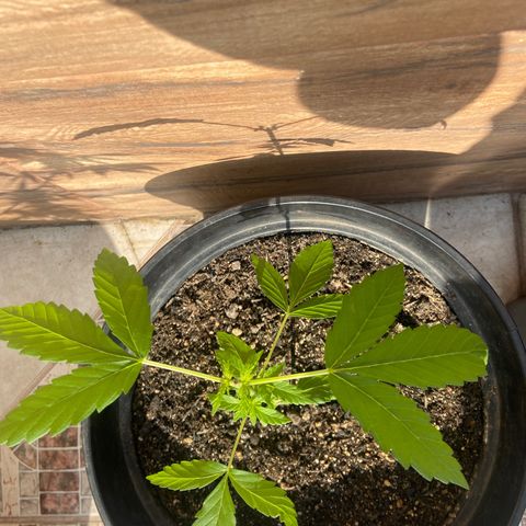 Semente da flor growlog timeline photo
