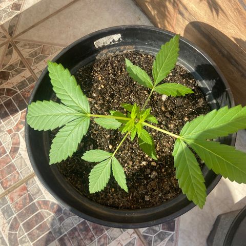 Semente da flor growlog timeline photo