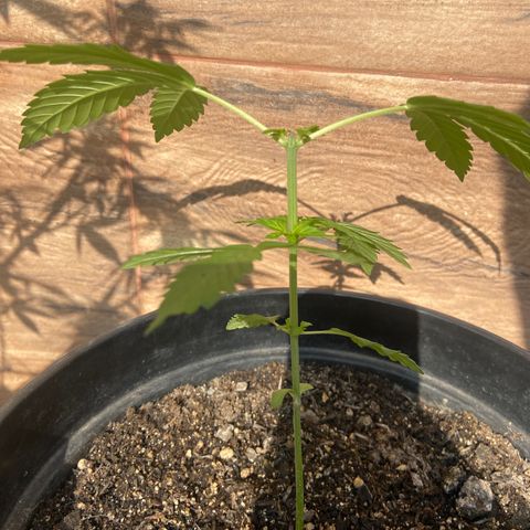 Semente da flor growlog photo: Poda apical 