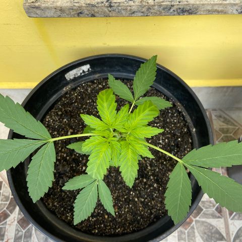 Semente da flor growlog timeline photo