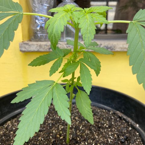 Semente da flor growlog timeline photo