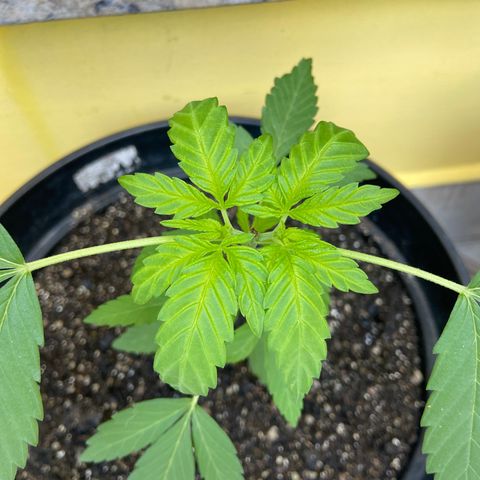 Semente da flor growlog timeline photo