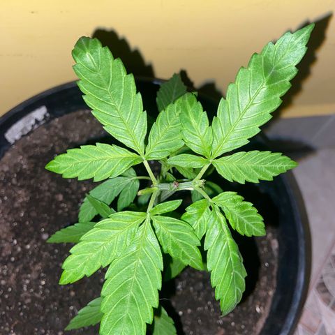 Semente da flor growlog timeline photo
