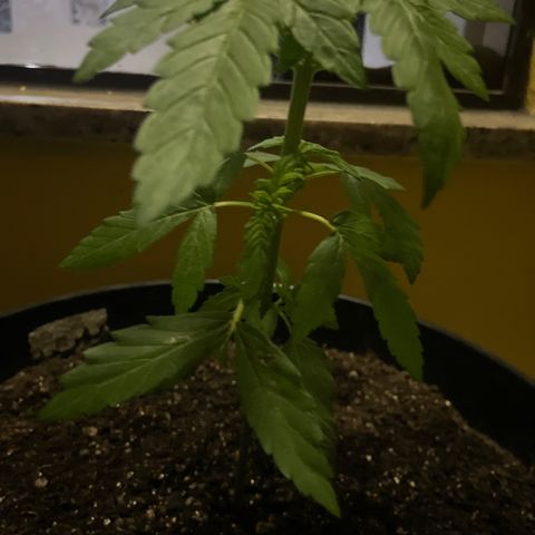 Semente da flor growlog timeline photo