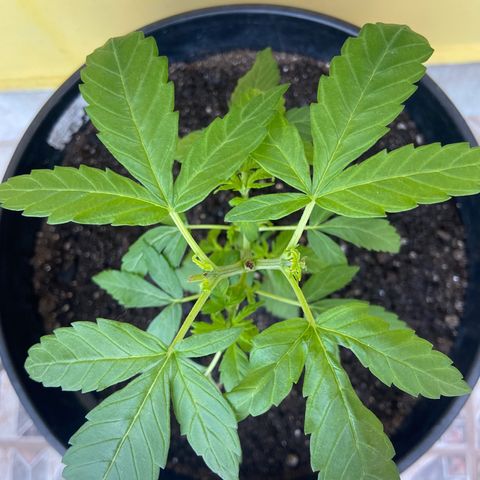 Semente da flor growlog timeline photo
