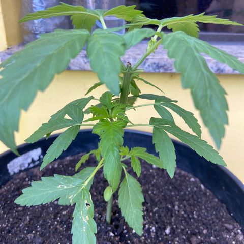 Semente da flor growlog timeline photo