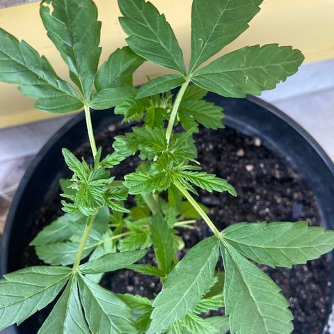 Semente da flor growlog timeline photo