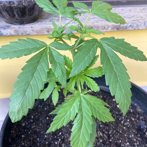 Semente da flor growlog timeline photo