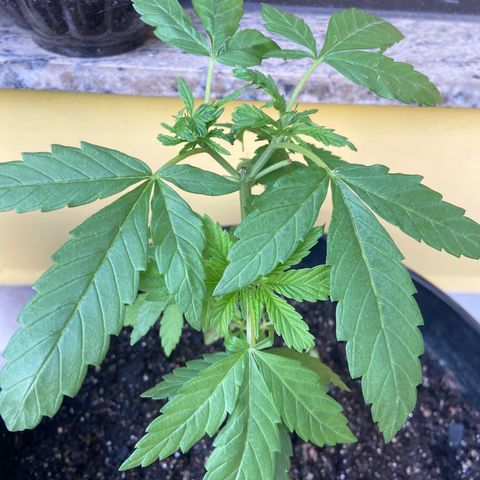 Semente da flor growlog timeline photo