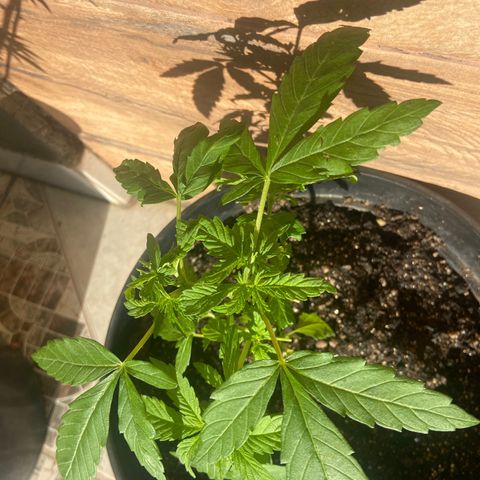 Semente da flor growlog timeline photo