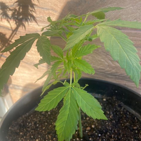 Semente da flor growlog timeline photo