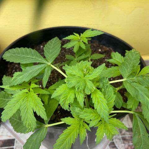 Semente da flor growlog timeline photo