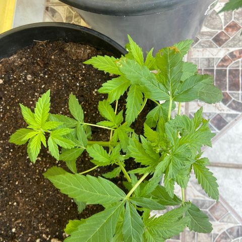 Semente da flor growlog timeline photo