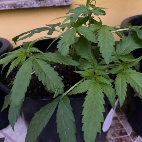 Semente da flor growlog timeline photo