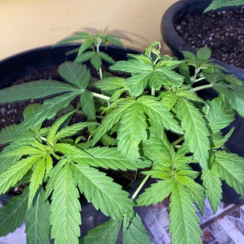 Semente da flor growlog timeline photo