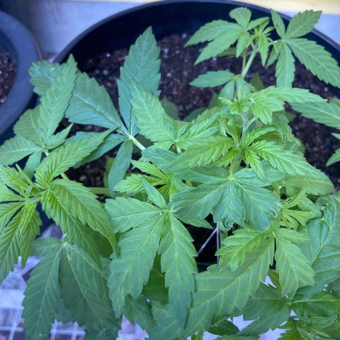 Semente da flor growlog timeline photo