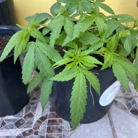 Semente da flor growlog timeline photo