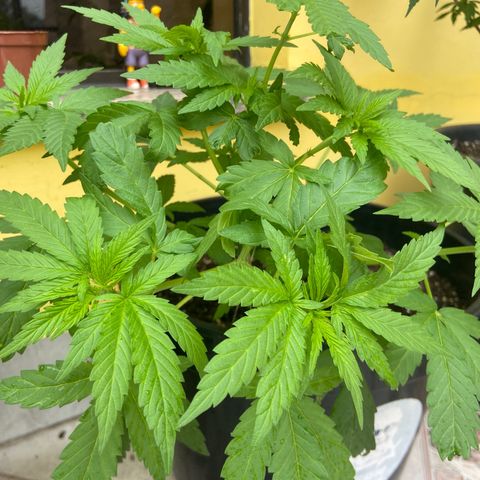 Semente da flor growlog timeline photo