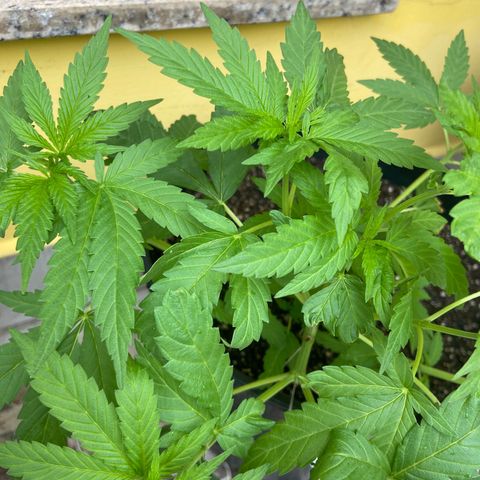 Semente da flor growlog timeline photo