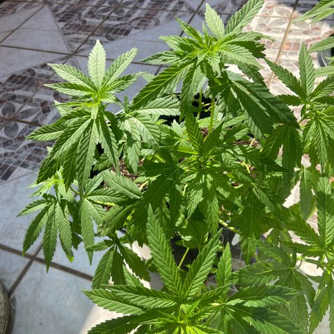 Semente da flor growlog timeline photo