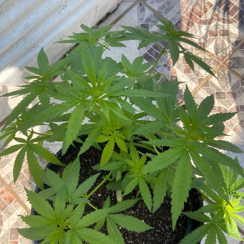 Semente da flor growlog timeline photo