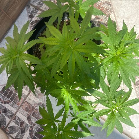 Semente da flor growlog timeline photo