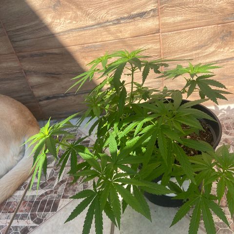 Semente da flor growlog timeline photo