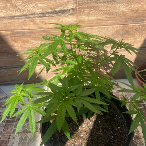Semente da flor growlog timeline photo