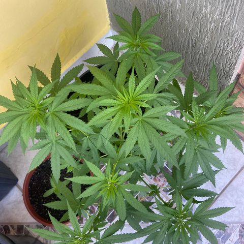 Semente da flor growlog timeline photo
