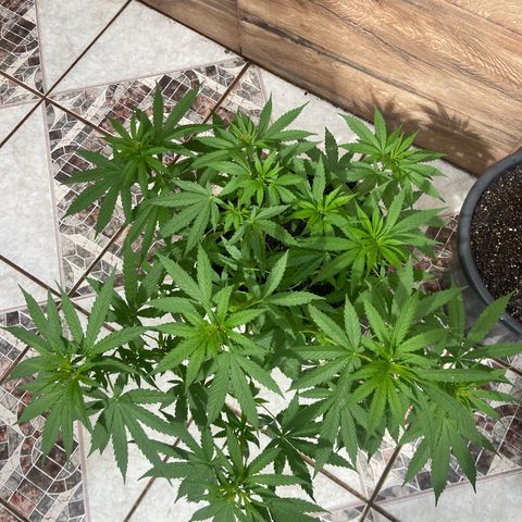 Semente da flor growlog timeline photo