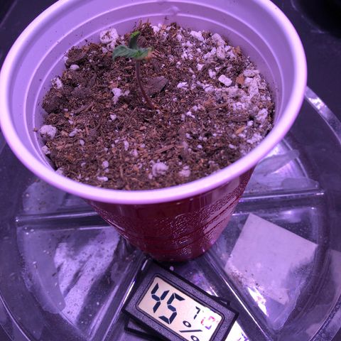 Gold Leaf Auto #2 growlog timeline photo