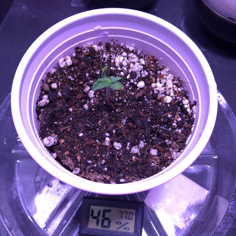 Gold Leaf Auto #2 growlog timeline photo