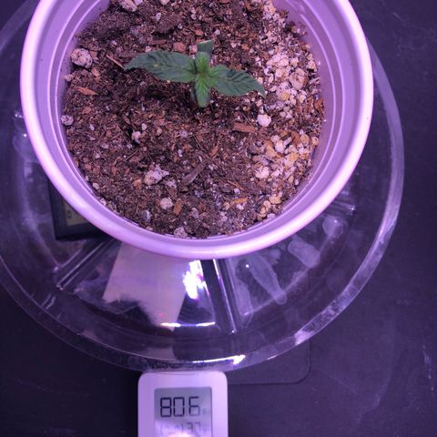 Gold Leaf Auto #2 growlog timeline photo