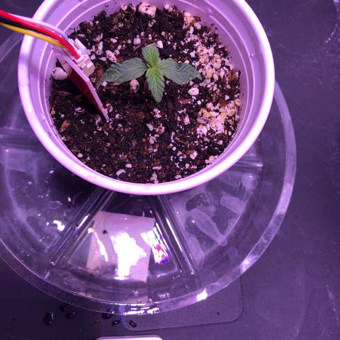Gold Leaf Auto #2 growlog timeline photo