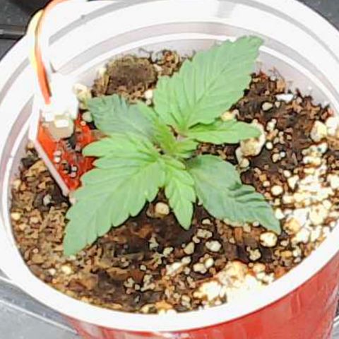 Gold Leaf Auto #2 growlog timeline photo