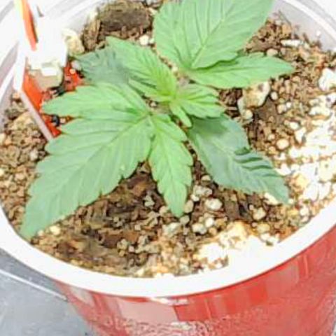 Gold Leaf Auto #2 growlog timeline photo