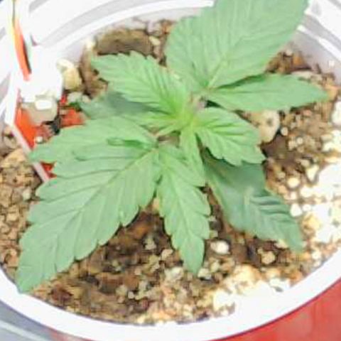 Gold Leaf Auto #2 growlog timeline photo