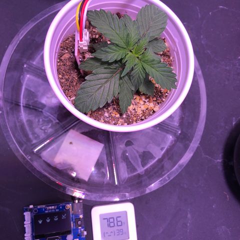 Gold Leaf Auto #2 growlog timeline photo