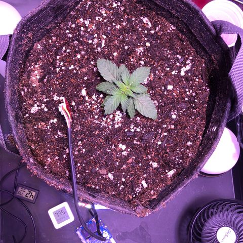 Gold Leaf Auto #2 growlog timeline photo