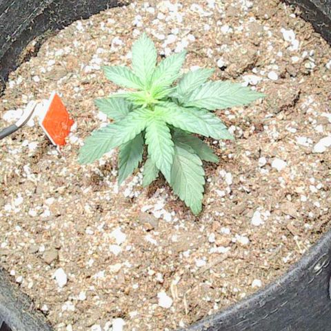 Gold Leaf Auto #2 growlog timeline photo