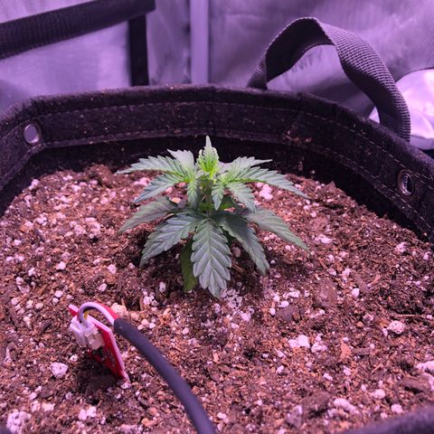 Gold Leaf Auto #2 growlog timeline photo