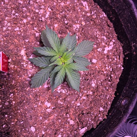 Gold Leaf Auto #2 growlog timeline photo