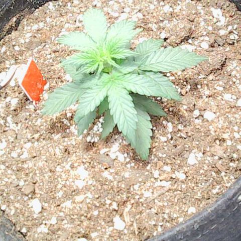 Gold Leaf Auto #2 growlog timeline photo