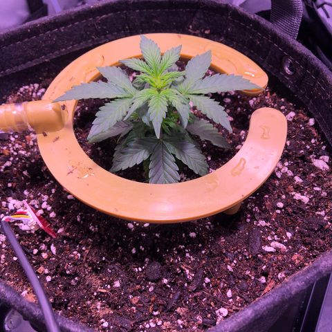 Gold Leaf Auto #2 growlog timeline photo